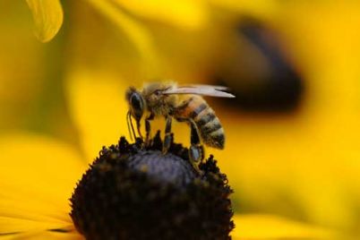 rever-d-abeille.jpg