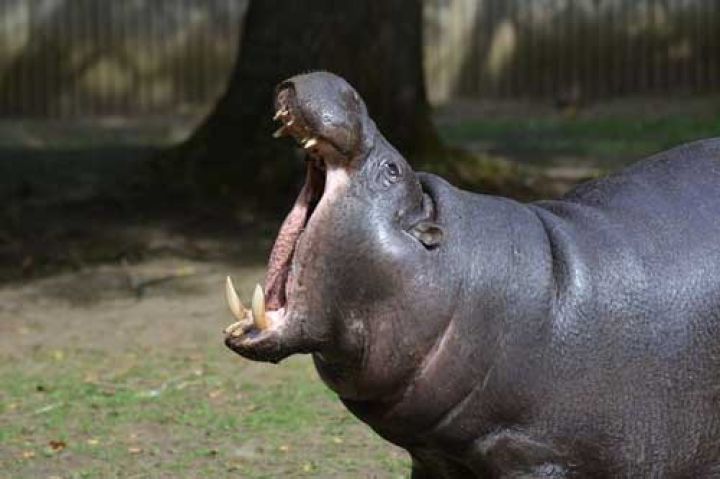 rever-d-hippopotame.jpg