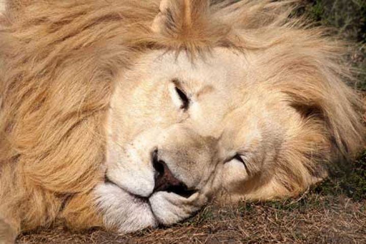 rever-tuer-un-lion.jpg